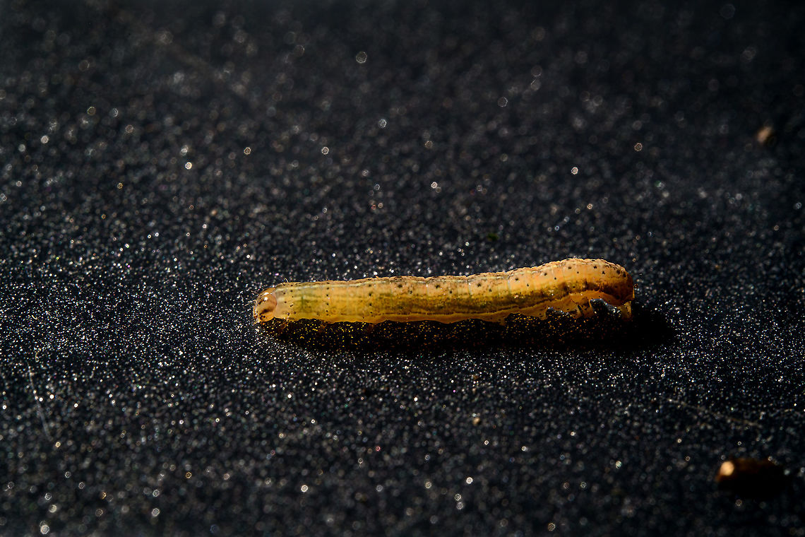 December Caterpillar, Heesch, Netherlands A surprise bycatch collected in a tray from the garden. I don't know yet what it is. Extreme Macro
