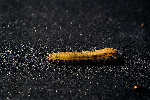 December Caterpillar, Heesch, Netherlands A surprise bycatch collected in a tray from the garden. I don't know yet what it is. Extreme Macro