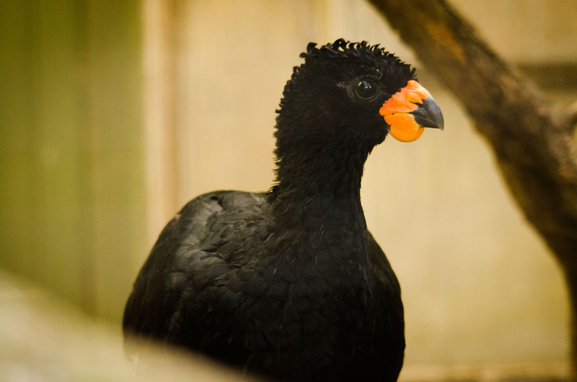 Male Red-knobbed Curassow A highly endangered bird in the wild, so I felt lucky to observe one in the Antwerpen zoo.  Antwerpen,Crax blumenbachii,Red-knobbed Curassow