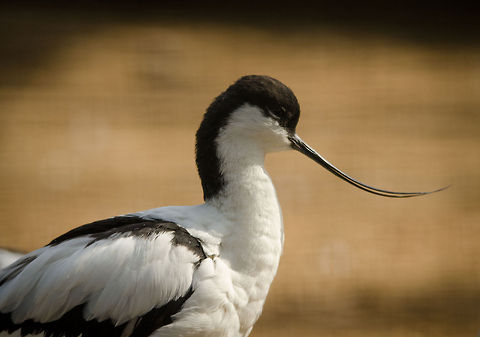 Pied Avocet closeup of "scoop" bill  Antwerpen,Pied Avocet,Recurvirostra avosetta
