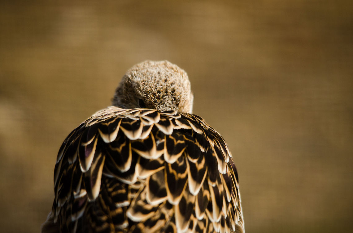 Ruff (Philomachus pugnax) sleeping The dutch name is &quot;kemphaan&quot;, a word often used to describe people arguing or fighting. That name was born from the fighting rituals of the males of this particular bird species. Antwerpen,Philomachus pugnax,Ruff