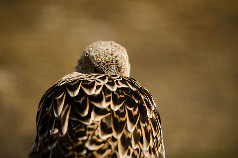Ruff (Philomachus pugnax) sleeping The dutch name is "kemphaan", a word often used to describe people arguing or fighting. That name was born from the fighting rituals of the males of this particular bird species. Antwerpen,Philomachus pugnax,Ruff