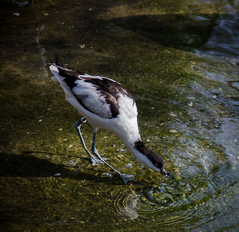 Pied Avocet drinking at Antwerp zoo  Antwerpen,Pied Avocet,Recurvirostra avosetta