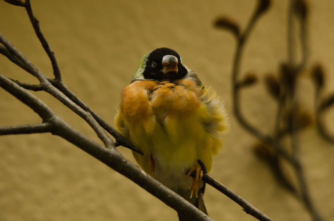 Gouldian Finch at Antwerp zoo  Antwerpen,Erythrura gouldiae,Gouldian Finch