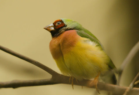 Gouldian Finch at Antwerp zoo - side view This poor photo does no justice to the beauty of this Australian bird, so I invite you all to submit a better one. Antwerpen,Erythrura gouldiae,Gouldian Finch
