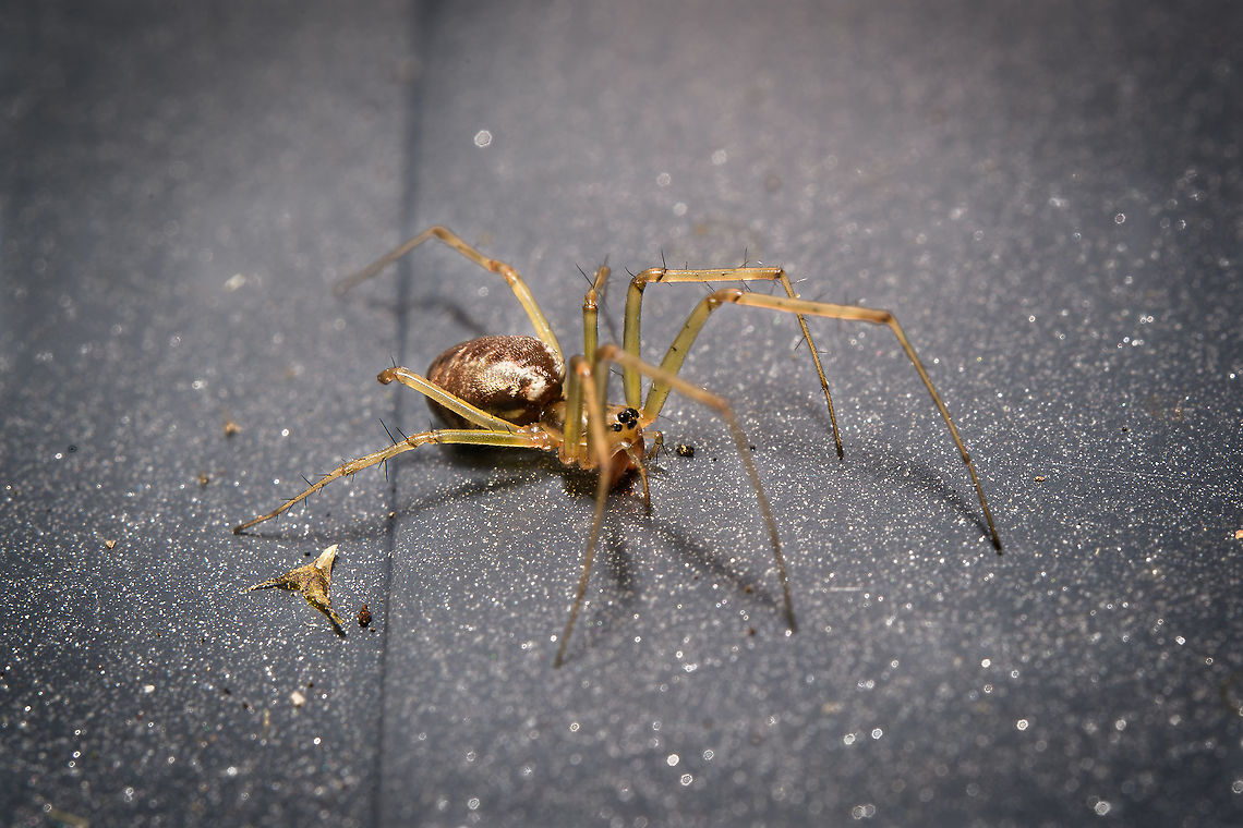 Linyphia triangularis macro - full body, Heesch, Netherlands A full body shot. Depending on sex, they measure between 4.6 - 6.6mm. Assuming the species is correct (I did check it in an enthusiast group), this photo shows the spider in an unnatural position, it normally spends its life upside down hanging on its web. Common Sheetweb Spider,Extreme Macro,Linyphia triangularis