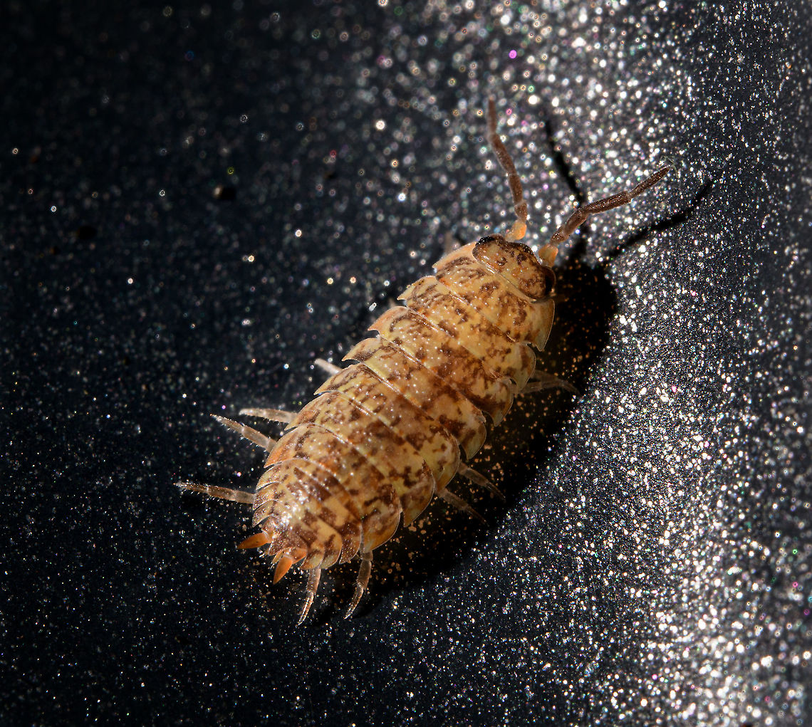 Rough woodlouse, Heesch, Netherlands A female Rough woodlouse would be my guess, but I hope Arp sees this to verify. <br />
Sorry for the ugly background, here it is crawling up the edge of the tray in which I collected it. It was released after the session.<br />
<figure class="photo"><a href="https://www.jungledragon.com/image/107647/porcellio_scaber_-_side_view_heesch_netherlands.html" title="Porcellio scaber - side view, Heesch, Netherlands"><img src="https://s3.amazonaws.com/media.jungledragon.com/images/2/107647_thumb.jpg?AWSAccessKeyId=05GMT0V3GWVNE7GGM1R2&Expires=1767225610&Signature=OqzBPWBb7%2FFOboqFyKvKeP81ZNU%3D" width="200" height="154" alt="Porcellio scaber - side view, Heesch, Netherlands  Extreme Macro,Porcellio scaber,Rough woodlouse" /></a></figure> Extreme Macro,Porcellio scaber,Rough woodlouse
