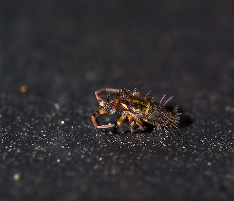 Orchesella cincta, Heesch, Netherlands If my ID is correct, the male of Orchesella cincta, with its massive horn-like antennae. Extreme Macro,Orchesella cincta
