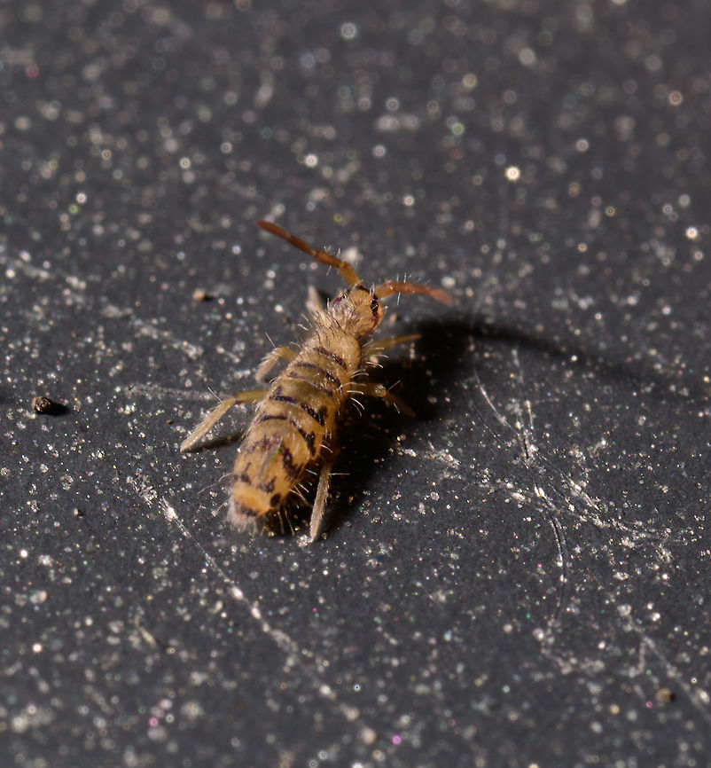 Entomobrya multifasciata - lateral view, Heesch, Netherlands <figure class="photo"><a href="https://www.jungledragon.com/image/107351/entomobrya_multifasciata_-_side_view_2_heesch_netherlands.html" title="Entomobrya multifasciata - side view 2, Heesch, Netherlands"><img src="https://s3.amazonaws.com/media.jungledragon.com/images/2/107351_thumb.jpg?AWSAccessKeyId=05GMT0V3GWVNE7GGM1R2&Expires=1759968010&Signature=60Jj%2F9EOx6gIPk9OiyYzU6B37FM%3D" width="200" height="138" alt="Entomobrya multifasciata - side view 2, Heesch, Netherlands https://www.jungledragon.com/image/107350/entomobrya_multifasciata_-_lateral_view_heesch_netherlands.html Entomobrya multifasciata,Extreme Macro" /></a></figure> Entomobrya multifasciata,Extreme Macro
