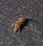 Entomobrya multifasciata - lateral view, Heesch, Netherlands https://www.jungledragon.com/image/107351/entomobrya_multifasciata_-_side_view_2_heesch_netherlands.html Entomobrya multifasciata,Extreme Macro