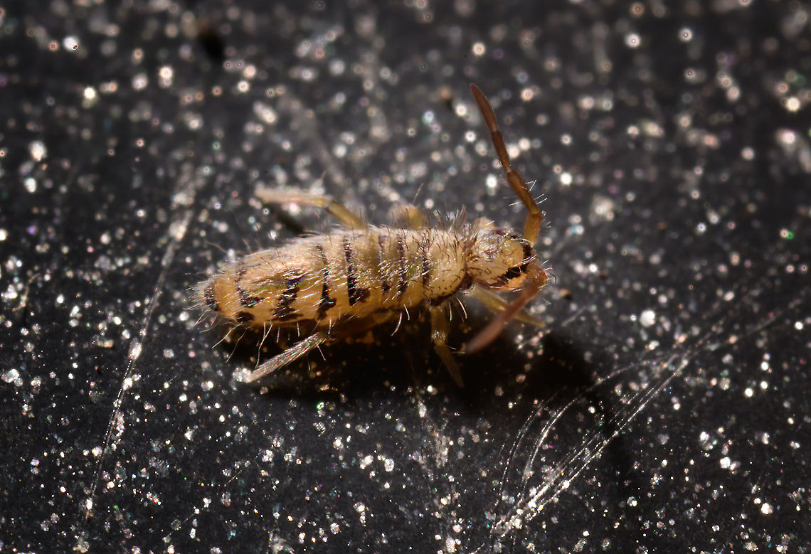 Entomobrya multifasciata - side view 2, Heesch, Netherlands <figure class="photo"><a href="https://www.jungledragon.com/image/107350/entomobrya_multifasciata_-_lateral_view_heesch_netherlands.html" title="Entomobrya multifasciata - lateral view, Heesch, Netherlands"><img src="https://s3.amazonaws.com/media.jungledragon.com/images/2/107350_thumb.jpg?AWSAccessKeyId=05GMT0V3GWVNE7GGM1R2&Expires=1767225610&Signature=MPNyFu5yH9k6v9l1l0PhuL6EQ3M%3D" width="142" height="152" alt="Entomobrya multifasciata - lateral view, Heesch, Netherlands https://www.jungledragon.com/image/107351/entomobrya_multifasciata_-_side_view_2_heesch_netherlands.html Entomobrya multifasciata,Extreme Macro" /></a></figure> Entomobrya multifasciata,Extreme Macro