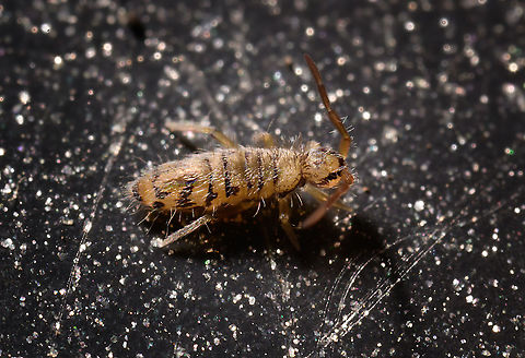 Entomobrya multifasciata - side view 2, Heesch, Netherlands https://www.jungledragon.com/image/107350/entomobrya_multifasciata_-_lateral_view_heesch_netherlands.html Entomobrya multifasciata,Extreme Macro