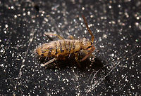 Entomobrya multifasciata - side view 2, Heesch, Netherlands https://www.jungledragon.com/image/107350/entomobrya_multifasciata_-_lateral_view_heesch_netherlands.html Entomobrya multifasciata,Extreme Macro