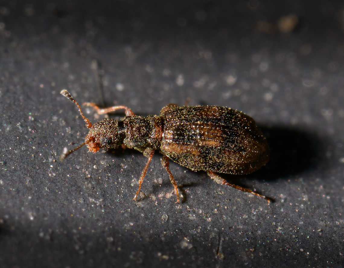 Cartodere bifasciata, Heesch, Netherlands Bonus visitor in the tray I used to collect arthropods from the garden. This one is max 2.2mm. It seems to have camouflage colors, a ridged abdomen, and is covered in all kinds of dust and dirt. I think I'm seeing a black collar between the head and thorax. Cartodere bifasciata,Cartodere bifasciatus,Extreme Macro