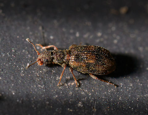 Cartodere bifasciata, Heesch, Netherlands Bonus visitor in the tray I used to collect arthropods from the garden. This one is max 2.2mm. It seems to have camouflage colors, a ridged abdomen, and is covered in all kinds of dust and dirt. I think I'm seeing a black collar between the head and thorax. Cartodere bifasciata,Cartodere bifasciatus,Extreme Macro