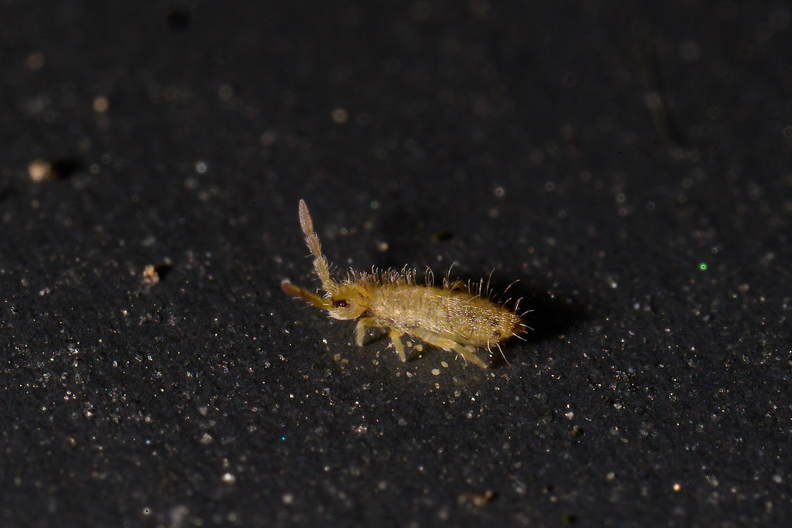 Entomobrya nicoleti, Heesch, Netherlands  Entomobrya nicoleti,Extreme Macro