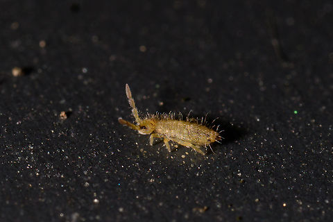 Entomobrya nicoleti, Heesch, Netherlands  Entomobrya nicoleti,Extreme Macro