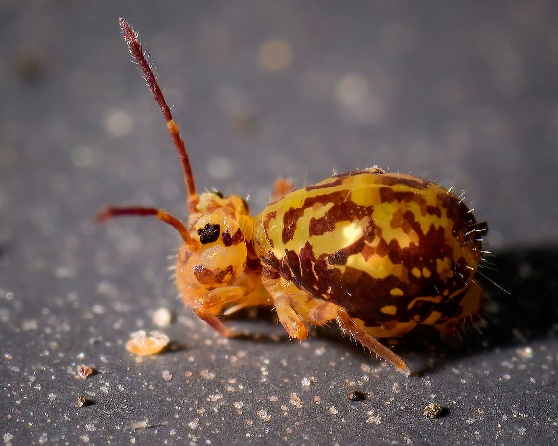 Dicyrtomina saundersi, Heesch, Netherlands Dicyrtomina saundersi.<br />
<br />
This is a magnification somewhere between 4:1 and 5:1, and then significantly cropped. Note the sudden color shift midway the antennae, which is a key for Dicyrtomina saundersi. <br />
<br />
Check out the photo bomber, upside down on its back. I think it&#039;s a mite. If the springtail is somewhere around 1-1.5mm, it must be in the 0.1mm domain. Dicyrtomina saundersi,Extreme Macro