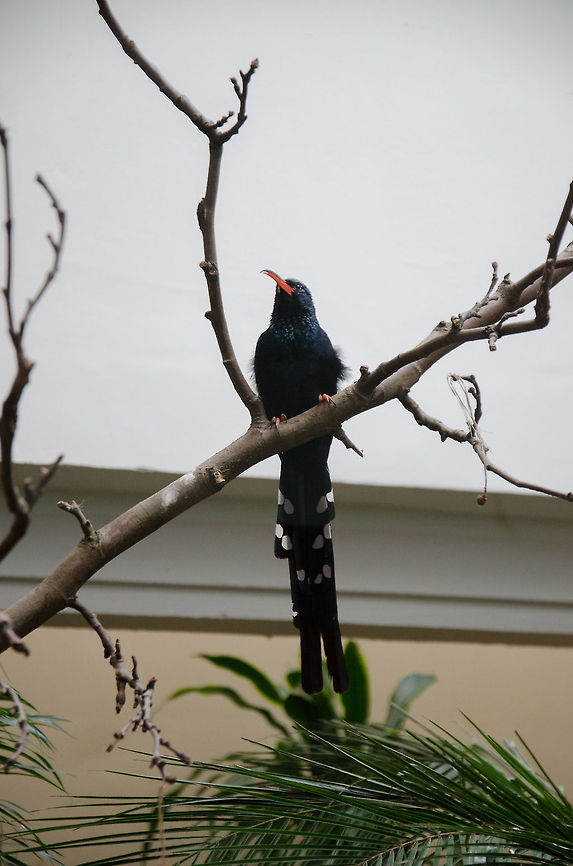 Green Wood Hoopoe at Antwerp zoo Full body shot of this tropical african bird, highlighting its striking long tail that has a checkered pattern. Antwerpen,Green Wood Hoopoe,Phoeniculus purpureus