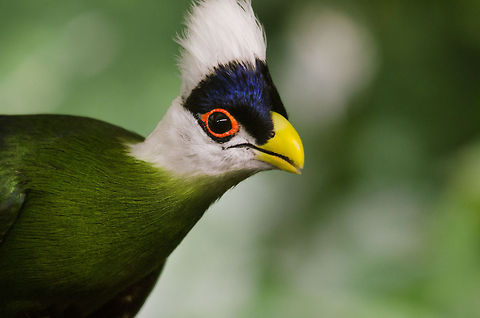 White-crested Turaco portrait As of late I find the Turaco family to be the prettiest birds around. I was quite happy to see several species of them at the Antwerp zoo. Antwerpen,Tauraco leucolophus,White-crested Turaco
