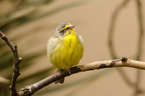 Yellow-fronted Canary at Antwerp zoo  Antwerpen,Serinus mozambicus,Yellow-fronted Canary
