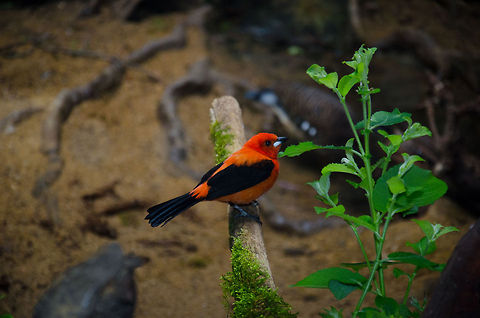 Brazilian Tanager at Antwerp Zoo  Antwerpen,Brazilian Tanager,Ramphocelus bresilius