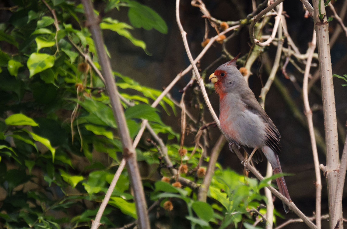 Desert Cardinal at Antwerp zoo  Antwerpen,Cardinalis sinuatus,Pyrrhuloxia
