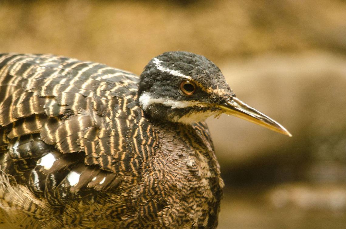 Sunbittern closeup  Antwerpen,Eurypyga helias,Sunbittern