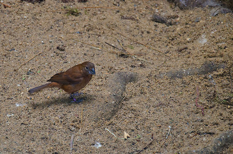 African Silverbill at Antwerp zoo  African Silverbill,Antwerpen,Lonchura cantans
