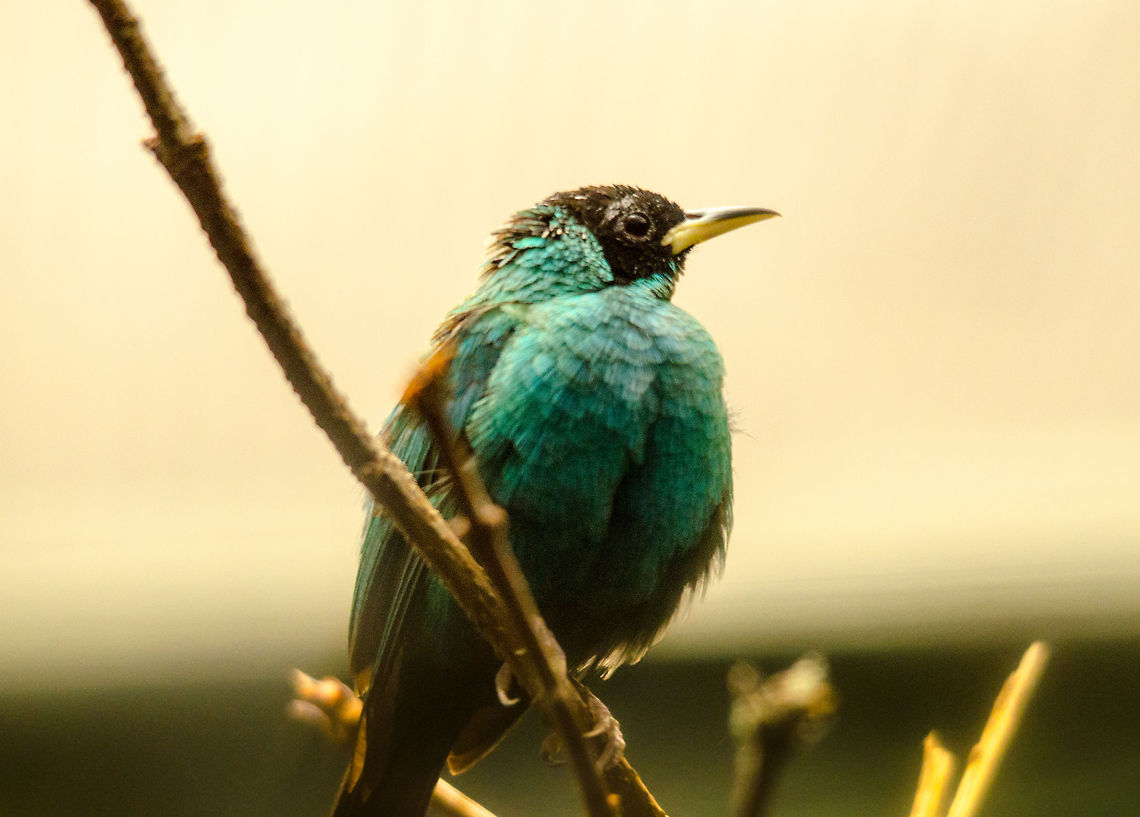 Green Honeycreeper at Antwerp zoo  Antwerpen,Chlorophanes spiza,Green Honeycreeper