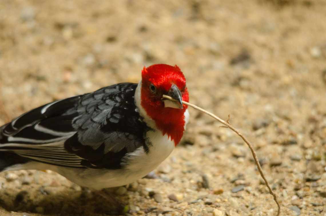 Red-cowled Cardinal building nest in Antwerp zoo  Antwerpen,Paroaria dominicana,Red-cowled Cardinal