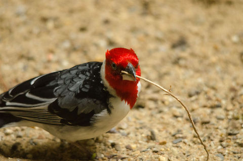 Red-cowled Cardinal building nest in Antwerp zoo  Antwerpen,Paroaria dominicana,Red-cowled Cardinal