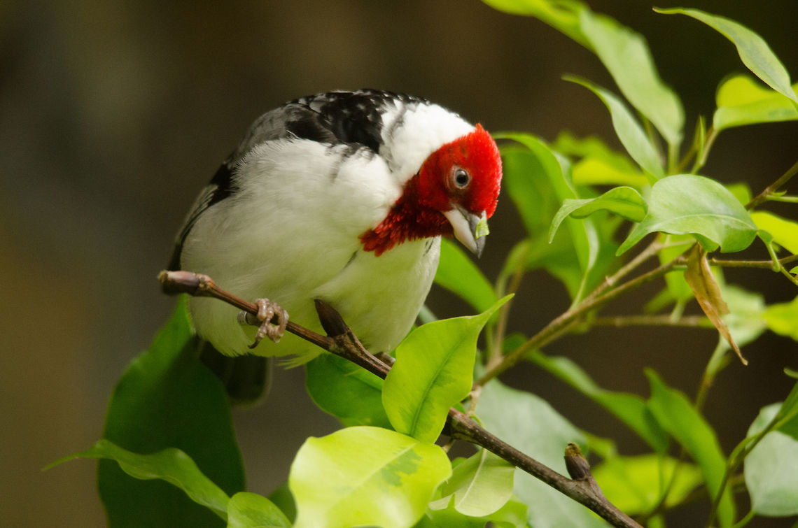 Red-cowled Cardinal in Antwerp zoo  Antwerpen,Paroaria dominicana,Red-cowled Cardinal