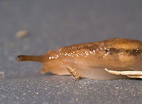 Deroceras reticulatum crash, Heesch, Netherlands A high speed traffic accident between this slug and an unlucky springtail. <br />
<br />
Bycatch in the tray I used to collect some insects from the garden. Species ID is somewhat of an educated guess. This is a small species, very variable in color, and generally has dark marks as seen here. It's the closest match I could find from species commonly found in gardens. Reference:<br />
https://www.nederlandsesoorten.nl/linnaeus_ng/app/views/species/nsr_taxon.php?id=137654&cat=CTAB_MEDIA#gallery-3<br />
<br />
https://www.jungledragon.com/image/107639/deroceras_reticulatum_heesch_netherlands.html<br />
https://www.jungledragon.com/image/107640/deroceras_reticulatum_stretching_heesch_netherlands.html<br />
https://www.jungledragon.com/image/107641/deroceras_reticulatum_scoping_heesch_netherlands.html Deroceras reticulatum,Extreme Macro,Grey Garden Slug