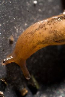 Deroceras reticulatum, Heesch, Netherlands Bycatch in the tray I used to collect some insects from the garden. Species ID is somewhat of an educated guess. This is a small species, very variable in color, and generally has dark marks as seen here. It's the closest match I could find from species commonly found in gardens. Reference:
https://www.nederlandsesoorten.nl/linnaeus_ng/app/views/species/nsr_taxon.php?id=137654&cat=CTAB_MEDIA#gallery-3

https://www.jungledragon.com/image/107638/deroceras_reticulatum_crash_heesch_netherlands.html
https://www.jungledragon.com/image/107640/deroceras_reticulatum_stretching_heesch_netherlands.html
https://www.jungledragon.com/image/107641/deroceras_reticulatum_scoping_heesch_netherlands.html Deroceras reticulatum,Extreme Macro,Grey Garden Slug