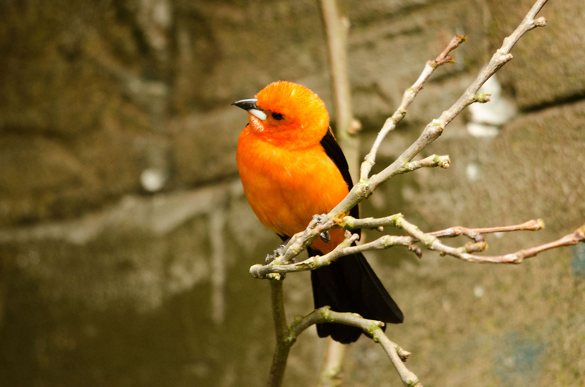 Brazilian Tanager closeup at Antwerp zoo  Antwerpen,Brazilian Tanager,Ramphocelus bresilius