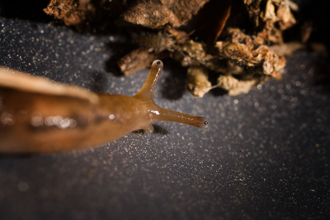 Deroceras reticulatum stretching, Heesch, Netherlands Bycatch in the tray I used to collect some insects from the garden. Species ID is somewhat of an educated guess. This is a small species, very variable in color, and generally has dark marks as seen here. It's the closest match I could find from species commonly found in gardens. Reference:<br />
<a href="https://www.nederlandsesoorten.nl/linnaeus_ng/app/views/species/nsr_taxon.php?id=137654&amp;cat=CTAB_MEDIA#gallery-3" rel="nofollow">https://www.nederlandsesoorten.nl/linnaeus_ng/app/views/species/nsr_taxon.php?id=137654&amp;cat=CTAB_MEDIA#gallery-3</a><br />
<br />
<figure class="photo"><a href="https://www.jungledragon.com/image/107638/deroceras_reticulatum_crash_heesch_netherlands.html" title="Deroceras reticulatum crash, Heesch, Netherlands"><img src="https://s3.amazonaws.com/media.jungledragon.com/images/2/107638_thumb.jpg?AWSAccessKeyId=05GMT0V3GWVNE7GGM1R2&Expires=1769040010&Signature=1VgKH51myBI5WWnwX1DAnv1fhdw%3D" width="200" height="148" alt="Deroceras reticulatum crash, Heesch, Netherlands A high speed traffic accident between this slug and an unlucky springtail. <br />
<br />
Bycatch in the tray I used to collect some insects from the garden. Species ID is somewhat of an educated guess. This is a small species, very variable in color, and generally has dark marks as seen here. It's the closest match I could find from species commonly found in gardens. Reference:<br />
https://www.nederlandsesoorten.nl/linnaeus_ng/app/views/species/nsr_taxon.php?id=137654&amp;cat=CTAB_MEDIA#gallery-3<br />
<br />
https://www.jungledragon.com/image/107639/deroceras_reticulatum_heesch_netherlands.html<br />
https://www.jungledragon.com/image/107640/deroceras_reticulatum_stretching_heesch_netherlands.html<br />
https://www.jungledragon.com/image/107641/deroceras_reticulatum_scoping_heesch_netherlands.html Deroceras reticulatum,Extreme Macro,Grey Garden Slug" /></a></figure><br />
<figure class="photo"><a href="https://www.jungledragon.com/image/107639/deroceras_reticulatum_heesch_netherlands.html" title="Deroceras reticulatum, Heesch, Netherlands"><img src="https://s3.amazonaws.com/media.jungledragon.com/images/2/107639_thumb.jpg?AWSAccessKeyId=05GMT0V3GWVNE7GGM1R2&Expires=1769040010&Signature=dFhaBxnWX1OqwfxaA3Wd%2F3yj5Mc%3D" width="102" height="152" alt="Deroceras reticulatum, Heesch, Netherlands Bycatch in the tray I used to collect some insects from the garden. Species ID is somewhat of an educated guess. This is a small species, very variable in color, and generally has dark marks as seen here. It's the closest match I could find from species commonly found in gardens. Reference:<br />
https://www.nederlandsesoorten.nl/linnaeus_ng/app/views/species/nsr_taxon.php?id=137654&amp;cat=CTAB_MEDIA#gallery-3<br />
<br />
https://www.jungledragon.com/image/107638/deroceras_reticulatum_crash_heesch_netherlands.html<br />
https://www.jungledragon.com/image/107640/deroceras_reticulatum_stretching_heesch_netherlands.html<br />
https://www.jungledragon.com/image/107641/deroceras_reticulatum_scoping_heesch_netherlands.html Deroceras reticulatum,Extreme Macro,Grey Garden Slug" /></a></figure><br />
<figure class="photo"><a href="https://www.jungledragon.com/image/107641/deroceras_reticulatum_scoping_heesch_netherlands.html" title="Deroceras reticulatum scoping, Heesch, Netherlands"><img src="https://s3.amazonaws.com/media.jungledragon.com/images/2/107641_thumb.jpg?AWSAccessKeyId=05GMT0V3GWVNE7GGM1R2&Expires=1769040010&Signature=7KoDUSMKolJfX2TKAWZ6fdTaeT0%3D" width="200" height="118" alt="Deroceras reticulatum scoping, Heesch, Netherlands Bycatch in the tray I used to collect some insects from the garden. Species ID is somewhat of an educated guess. This is a small species, very variable in color, and generally has dark marks as seen here. It's the closest match I could find from species commonly found in gardens. Reference:<br />
https://www.nederlandsesoorten.nl/linnaeus_ng/app/views/species/nsr_taxon.php?id=137654&amp;cat=CTAB_MEDIA#gallery-3<br />
<br />
https://www.jungledragon.com/image/107638/deroceras_reticulatum_crash_heesch_netherlands.html<br />
https://www.jungledragon.com/image/107639/deroceras_reticulatum_heesch_netherlands.html<br />
https://www.jungledragon.com/image/107640/deroceras_reticulatum_stretching_heesch_netherlands.html Deroceras reticulatum,Extreme Macro,Grey Garden Slug" /></a></figure> Deroceras reticulatum,Extreme Macro,Grey Garden Slug
