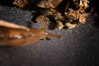 Deroceras reticulatum stretching, Heesch, Netherlands Bycatch in the tray I used to collect some insects from the garden. Species ID is somewhat of an educated guess. This is a small species, very variable in color, and generally has dark marks as seen here. It's the closest match I could find from species commonly found in gardens. Reference:<br />
https://www.nederlandsesoorten.nl/linnaeus_ng/app/views/species/nsr_taxon.php?id=137654&cat=CTAB_MEDIA#gallery-3<br />
<br />
https://www.jungledragon.com/image/107638/deroceras_reticulatum_crash_heesch_netherlands.html<br />
https://www.jungledragon.com/image/107639/deroceras_reticulatum_heesch_netherlands.html<br />
https://www.jungledragon.com/image/107641/deroceras_reticulatum_scoping_heesch_netherlands.html Deroceras reticulatum,Extreme Macro,Grey Garden Slug