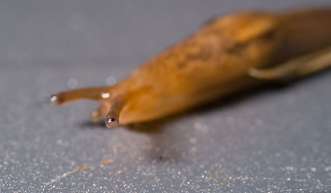 Deroceras reticulatum scoping, Heesch, Netherlands Bycatch in the tray I used to collect some insects from the garden. Species ID is somewhat of an educated guess. This is a small species, very variable in color, and generally has dark marks as seen here. It's the closest match I could find from species commonly found in gardens. Reference:
https://www.nederlandsesoorten.nl/linnaeus_ng/app/views/species/nsr_taxon.php?id=137654&cat=CTAB_MEDIA#gallery-3

https://www.jungledragon.com/image/107638/deroceras_reticulatum_crash_heesch_netherlands.html
https://www.jungledragon.com/image/107639/deroceras_reticulatum_heesch_netherlands.html
https://www.jungledragon.com/image/107640/deroceras_reticulatum_stretching_heesch_netherlands.html Deroceras reticulatum,Extreme Macro,Grey Garden Slug