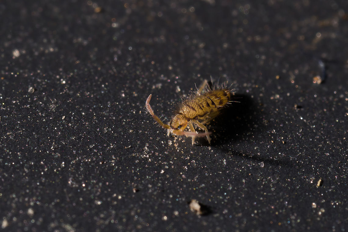 Entomobrya multifasciata - frontal, Heesch, Netherlands  Entomobrya multifasciata,Extreme Macro
