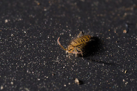 Entomobrya multifasciata - frontal, Heesch, Netherlands  Entomobrya multifasciata,Extreme Macro