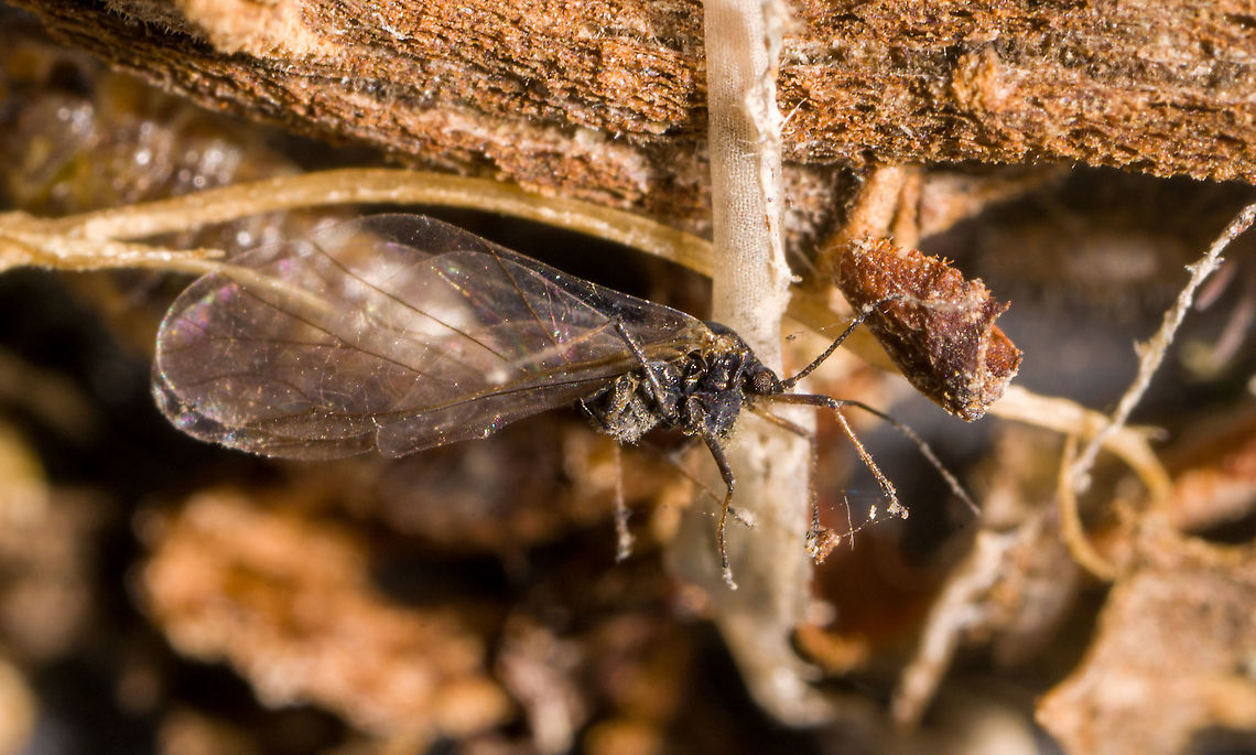 Aphid? Heesch, Netherlands Found in the debris that I collected from the garden in a tray. It looked dead to me, stuck in silk. Not entirely sure what it is, an aphid perhaps? This is about 4:1 magnification, so the insect is perhaps about 5mm across. Extreme Macro