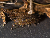 Porcellio scaber - side view, Heesch, Netherlands  Extreme Macro,Porcellio scaber,Rough woodlouse