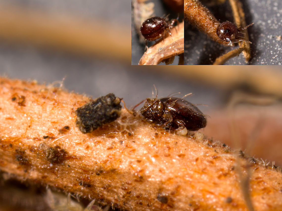 Oribatida / Beetle Mite, Heesch, Netherlands I failed to secure a single good shot of this one, but because I've never photographed one before, sharing it as a "bucket list" post. Hopefully one day I manage to improve upon it.<br />
<br />
This looks to be a beetle mite, sometimes called box mite, for their ability to tuck their legs below their body to avoid predation. In the main scene, one seems to be in some resting position with legs folded, much different from their typical position where they are high on their legs. The insets show an angle from behind and a lateral shot.<br />
<br />
In the main scene are two whitish bulbs next to the body. I don't know if these are eggs or just part of the plant debris it was on. This group of species never grows beyond 1.5mm. I also have failed shots with Entomobrya multifasciata in the same scene, the latter being far larger. So this could be 1mm or even smaller. Extreme Macro