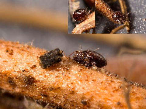 Oribatida / Beetle Mite, Heesch, Netherlands I failed to secure a single good shot of this one, but because I've never photographed one before, sharing it as a "bucket list" post. Hopefully one day I manage to improve upon it.

This looks to be a beetle mite, sometimes called box mite, for their ability to tuck their legs below their body to avoid predation. In the main scene, one seems to be in some resting position with legs folded, much different from their typical position where they are high on their legs. The insets show an angle from behind and a lateral shot.

In the main scene are two whitish bulbs next to the body. I don't know if these are eggs or just part of the plant debris it was on. This group of species never grows beyond 1.5mm. I also have failed shots with Entomobrya multifasciata in the same scene, the latter being far larger. So this could be 1mm or even smaller. Extreme Macro