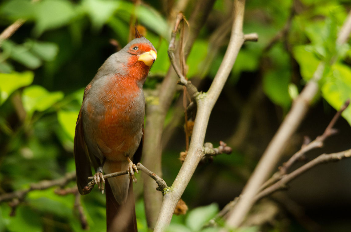 Curious Desert Cardinal at Antwerp zoo  Antwerpen,Cardinalis sinuatus,Pyrrhuloxia