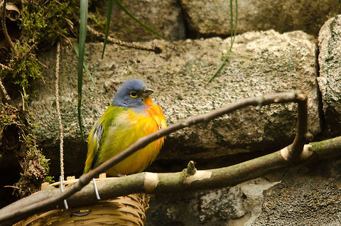 Painted Bunting at Antwerp zoo  Antwerpen,Painted Bunting,Passerina ciris