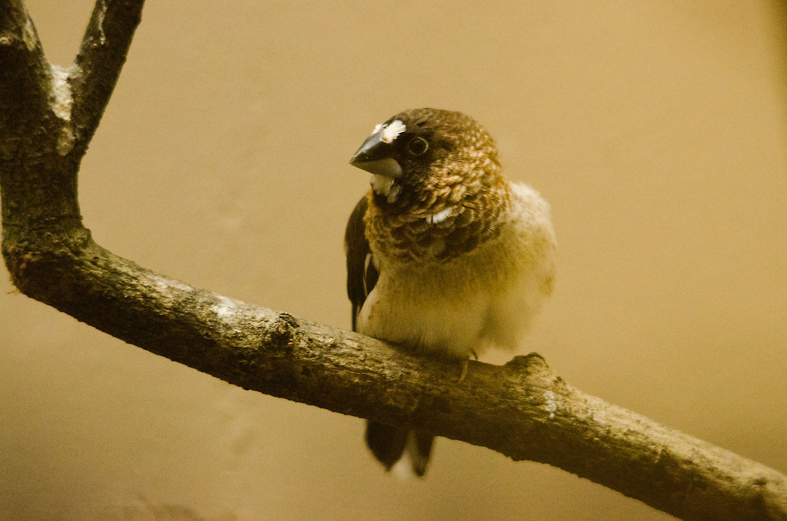 Society finch at Antwerp zoo Strangely enough, this bird is not found in the wild. Also strange in that in almost every language this bird is referred to as the "Japanese finch", yet not in english. Antwerpen,Lonchura striata domestica,Society Finch