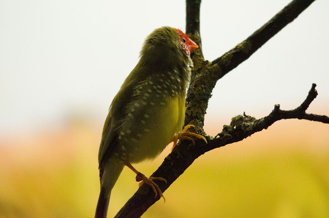 Star finch at Antwerp zoo I was hoping for a better photo, but this is the best of the series, and since it is a new specie to the site, I am posting it. I particularly like the spotted feathers on this tropical bird. Antwerpen,Neochmia ruficauda,Star Finch