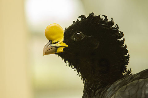Great Curassow at Antwerp zoo Impressive bump included :) Antwerpen,Crax rubra,Great Curassow